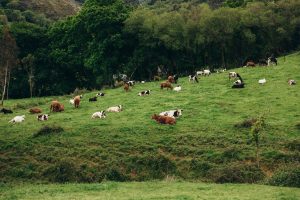 Lee más sobre el artículo Alimentación sostenible: carne de pasto y bienestar      animal en Cantabria.