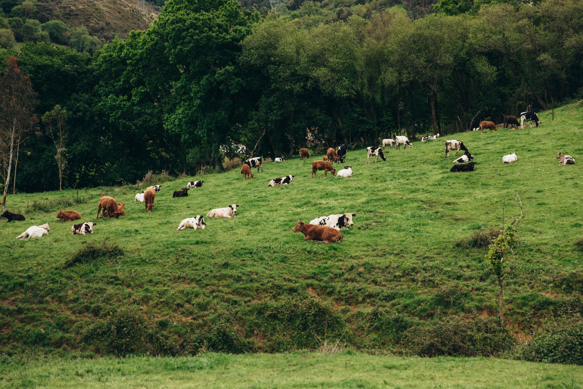 carne de pasto